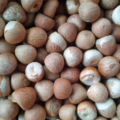 Betel Nut
